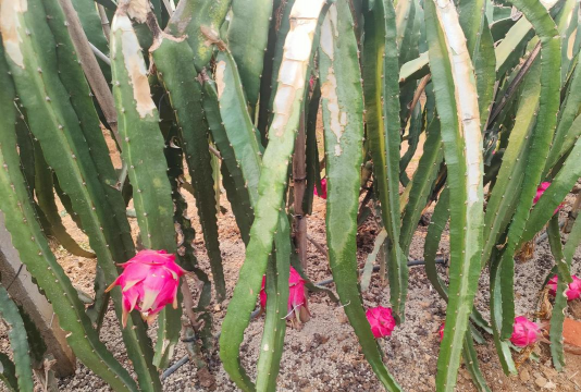 火龙果栽培方法,掌握关键技巧,轻松收获果实 火龙果栽培方法,掌握关键技巧,轻松收获果实