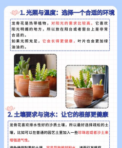 龙花怎么养,掌握关键技巧,轻松养出好状态 龙花怎么养,掌握关键技巧,轻松养出好状态