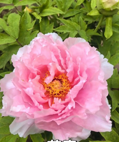 牡丹的栽培方法,选对品种,花开更艳 牡丹的栽培方法,选对品种,花开更艳