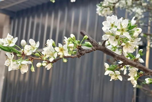 李花怎么养,掌握关键技巧,轻松花开满树 李花怎么养,掌握关键技巧,轻松花开满树