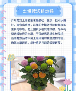 菊花怎么栽培,掌握关键步骤,轻松养出好状态 菊花怎么栽培,掌握关键步骤,轻松养出好状态