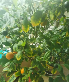 黄化树防治方法,找准病因,对症下药 黄化树防治方法,找准病因,对症下药