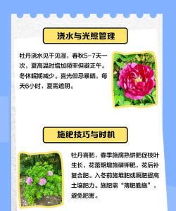 催花牡丹花怎么养,掌握关键技巧,轻松应对花期 催花牡丹花怎么养,掌握关键技巧,轻松应对花期