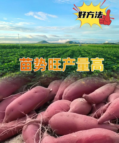 红薯的栽培技术,掌握关键步骤,轻松获得丰收 红薯的栽培技术,掌握关键步骤,轻松获得丰收