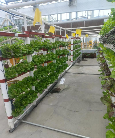 观光无土栽培,打造城市绿洲,提升生活品质 观光无土栽培,打造城市绿洲,提升生活品质