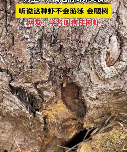 树虾子怎么防治,常见问题解析,实用方法分享 树虾子怎么防治,常见问题解析,实用方法分享