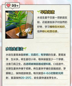 姜的栽培技术,选对品种,掌握关键步骤 姜的栽培技术,选对品种,掌握关键步骤