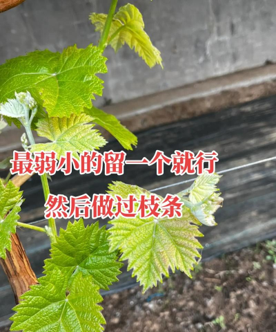 萄萄栽培技术,掌握关键步骤,轻松收获果实 萄萄栽培技术,掌握关键步骤,轻松收获果实