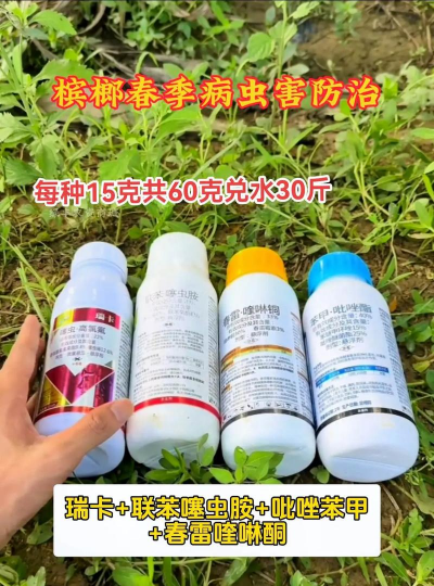 槟榔树防治方案,常见问题解析,实用应对技巧 槟榔树防治方案,常见问题解析,实用应对技巧