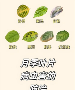 月季的栽培技术,新手也能轻松上手,花开满园很简单 月季的栽培技术,新手也能轻松上手,花开满园很简单