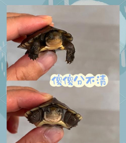 石花龟怎么养,掌握关键技巧,轻松养好它 石花龟怎么养,掌握关键技巧,轻松养好它