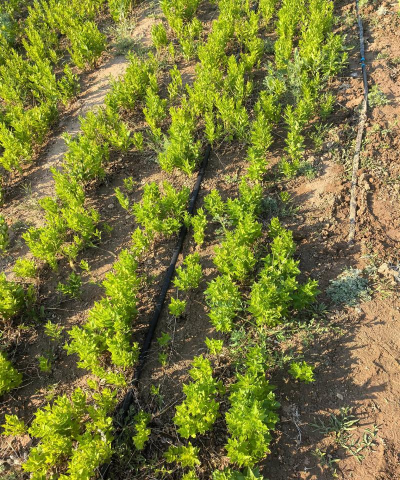 桔梗栽培技术,掌握关键步骤,轻松种出好桔梗 桔梗栽培技术,掌握关键步骤,轻松种出好桔梗