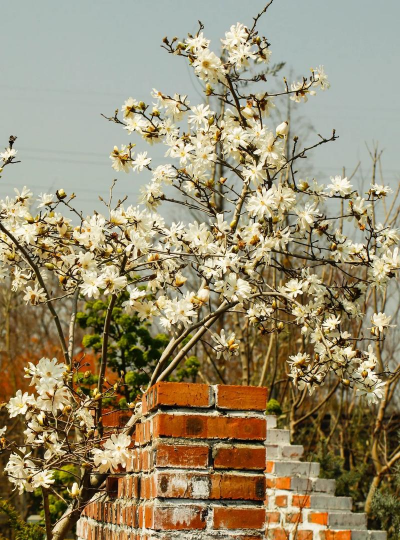 星花玉兰怎么养,掌握关键技巧,轻松培育美丽花朵 星花玉兰怎么养,掌握关键技巧,轻松培育美丽花朵