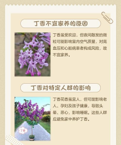 丁香树病虫防治,识别常见病害,掌握有效方法 丁香树病虫防治,识别常见病害,掌握有效方法
