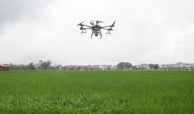 抑制栽培,提升作物品质,实现高效生产 抑制栽培,提升作物品质,实现高效生产