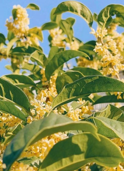 桂花树栽培方法,掌握关键步骤,轻松种出满园香 桂花树栽培方法,掌握关键步骤,轻松种出满园香