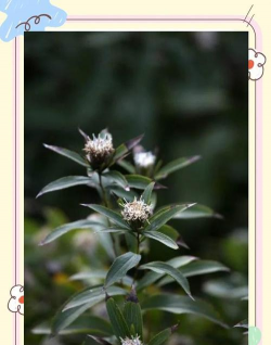 苍术栽培技术,选对方法,轻松上手 苍术栽培技术,选对方法,轻松上手