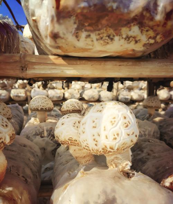 花菇栽培,掌握关键步骤,轻松收获美味 花菇栽培,掌握关键步骤,轻松收获美味