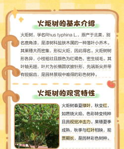 火炬树病虫防治,识别常见虫害,掌握有效方法 火炬树病虫防治,识别常见虫害,掌握有效方法