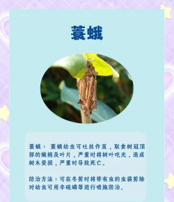 树虫防治办法,识别常见虫害,掌握有效手段 树虫防治办法,识别常见虫害,掌握有效手段