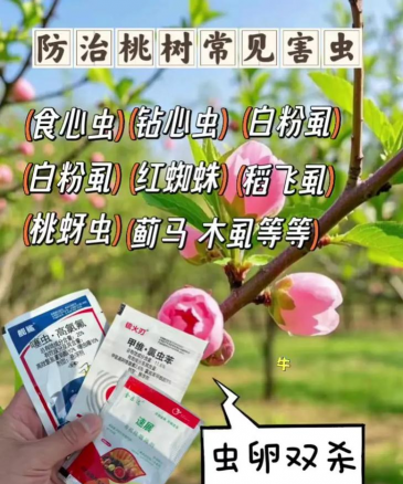 挑树食心虫防治,识别虫害特征,掌握有效方法 挑树食心虫防治,识别虫害特征,掌握有效方法