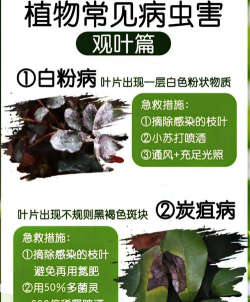 赤兰树树病防治,识别常见病害,掌握有效方法 赤兰树树病防治,识别常见病害,掌握有效方法