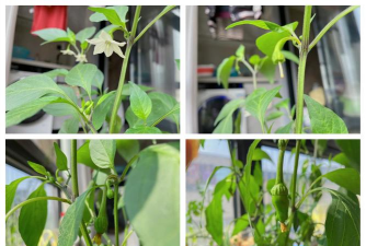 尖椒栽培,选对品种,掌握关键技巧 尖椒栽培,选对品种,掌握关键技巧