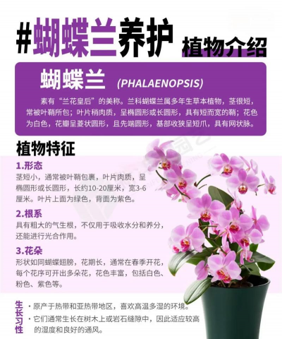蝴蝶兰怎么栽培,掌握关键技巧,轻松养出好状态 蝴蝶兰怎么栽培,掌握关键技巧,轻松养出好状态