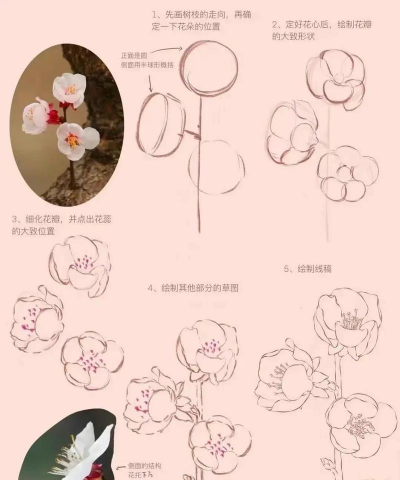 红杏子花怎么养,新手入门指南,轻松掌握技巧 红杏子花怎么养,新手入门指南,轻松掌握技巧