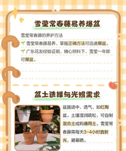 雪莹花怎么养,新手入门指南,轻松掌握养护技巧 雪莹花怎么养,新手入门指南,轻松掌握养护技巧