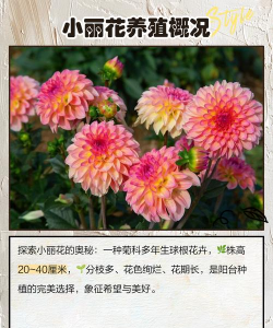 小篱花怎么养,掌握关键技巧,轻松打造美丽花园 小篱花怎么养,掌握关键技巧,轻松打造美丽花园