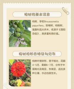 构树防治技术,常见问题解析,实用方法分享 构树防治技术,常见问题解析,实用方法分享