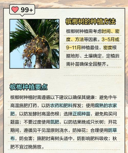 槟榔树早衰防治,找准原因,对症下药 槟榔树早衰防治,找准原因,对症下药
