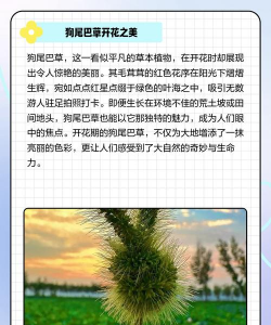 狗尾巴花怎么养,掌握浇水技巧,轻松爆盆开花 狗尾巴花怎么养,掌握浇水技巧,轻松爆盆开花