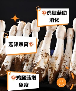 鸡腿菇栽培技术,掌握关键步骤,轻松实现高产 鸡腿菇栽培技术,掌握关键步骤,轻松实现高产