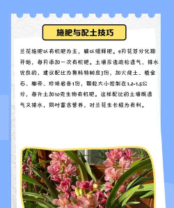 蓝花韭怎么养,掌握关键技巧,轻松爆盆开花 蓝花韭怎么养,掌握关键技巧,轻松爆盆开花