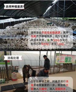 如何栽培蘑菇,掌握关键步骤,轻松收获美味 如何栽培蘑菇,掌握关键步骤,轻松收获美味