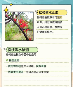 寄生树防治方法,识别关键症状,采取有效行动 寄生树防治方法,识别关键症状,采取有效行动