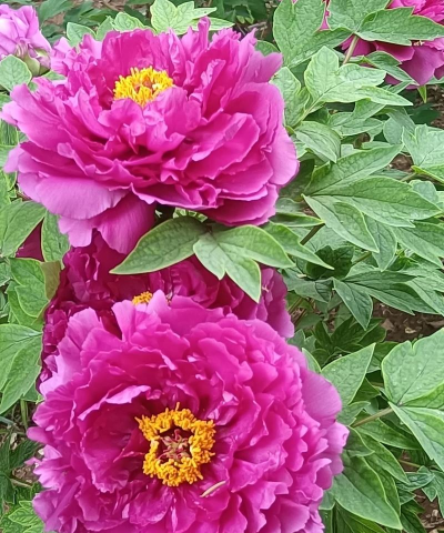 洛阳花怎么养,掌握关键技巧,轻松培育美丽花朵 洛阳花怎么养,掌握关键技巧,轻松培育美丽花朵