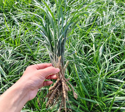麦冬栽培技术,掌握关键步骤,轻松提高产量 麦冬栽培技术,掌握关键步骤,轻松提高产量
