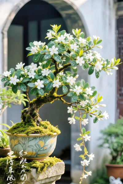 白婵花怎么养,掌握关键技巧,轻松养出好状态 白婵花怎么养,掌握关键技巧,轻松养出好状态