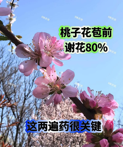 枇杷树食心虫防治,识别虫害特征,掌握有效方法 枇杷树食心虫防治,识别虫害特征,掌握有效方法