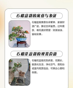 石榴的栽培技术,选对品种,轻松上手 石榴的栽培技术,选对品种,轻松上手