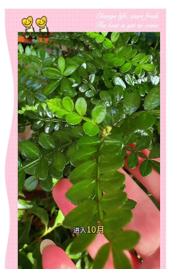 青香树防治,常见问题解析,实用应对方法 青香树防治,常见问题解析,实用应对方法