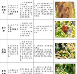 荔枝树防治,常见问题,实用方法 荔枝树防治,常见问题,实用方法