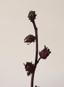 芹恋花怎么养,新手入门指南,轻松掌握技巧 芹恋花怎么养,新手入门指南,轻松掌握技巧