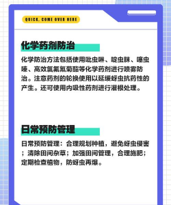 柚树蚜虫防治,识别虫害特征,掌握有效方法 柚树蚜虫防治,识别虫害特征,掌握有效方法