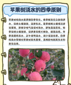 苹果树的栽培,选对品种,掌握关键技巧 苹果树的栽培,选对品种,掌握关键技巧