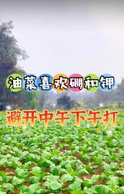 油菜高产栽培技术,选对品种,掌握关键步骤 油菜高产栽培技术,选对品种,掌握关键步骤