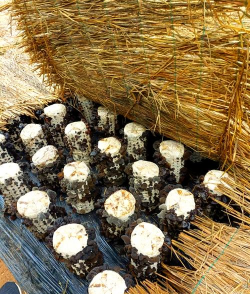 木耳栽培技术视频,掌握关键步骤,轻松上手种植 木耳栽培技术视频,掌握关键步骤,轻松上手种植